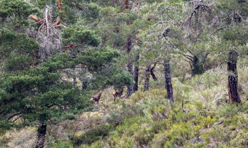 habitat del rebeco en montaña de riaño