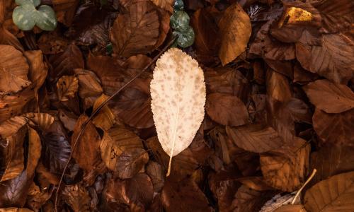 Planes para disfrutar del otoño en Montaña de Riaño