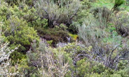 Rebeco en Montaña de Riaño: dónde verlo en libertad