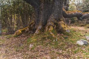 Bosque de Hormas4