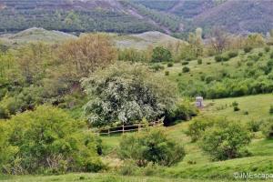 Espino de Villadefrancos0