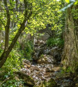 BOSQUES FASCINANTES