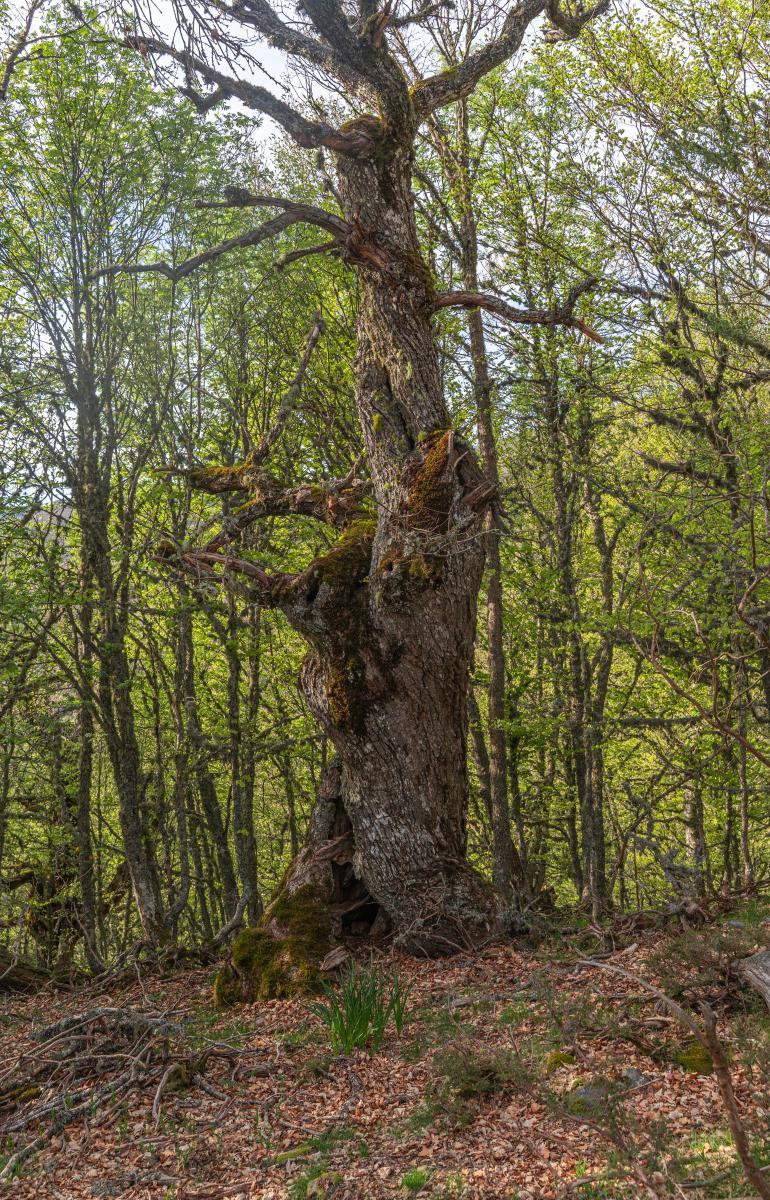 Bosque de Hormas1