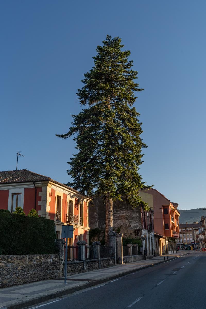 El Abeto de Boñar1