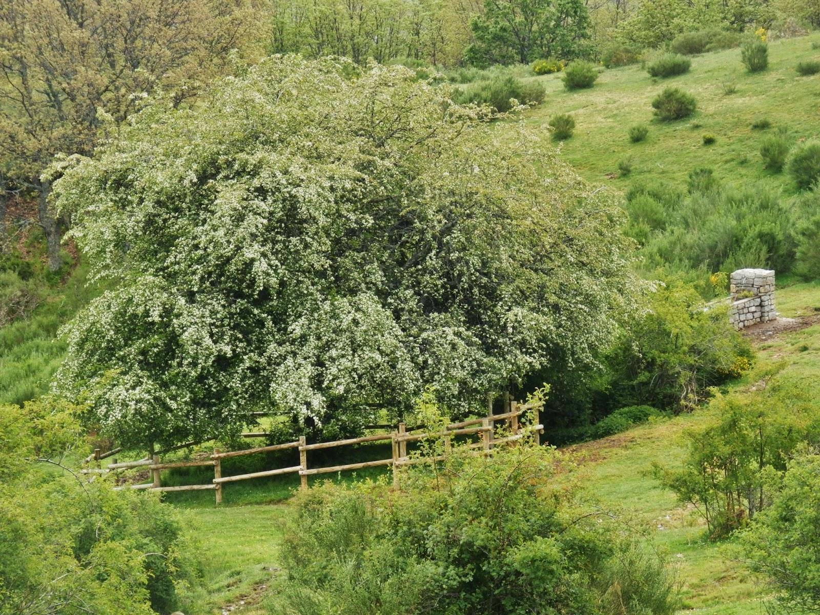 Espino de Villadefrancos3