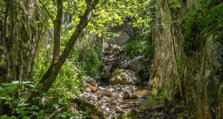 BOSQUES FASCINANTES