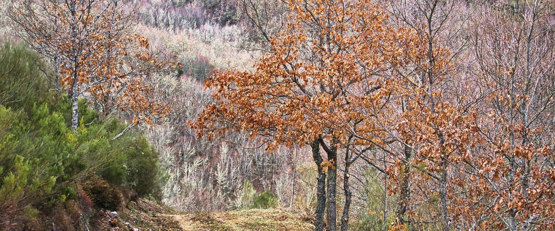 VALLE SALIO (TURISMO MONTAÑA RIAÑO)