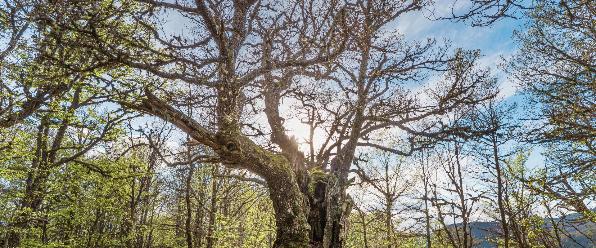 Bosque de Hormas