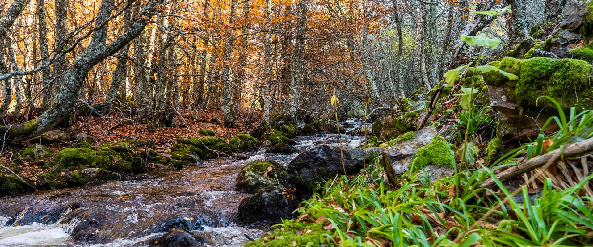 PINAR DE LILLO (TURISMO MONTAÑA RIAÑO)