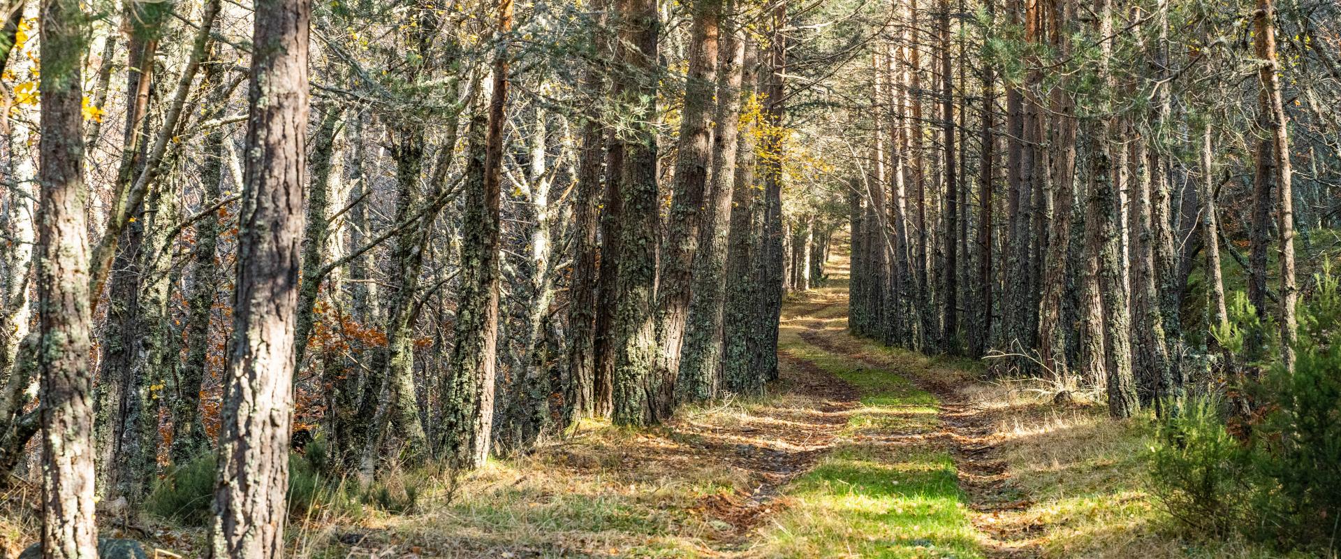 PINAR DE LILLO (TURISMO MONTAÑA RIAÑO)